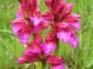 Anacamptis papilionacea